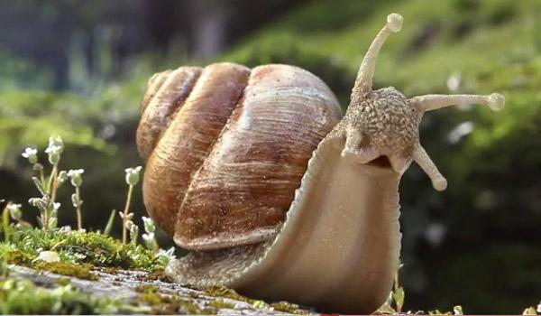 Les escargots de Jougne