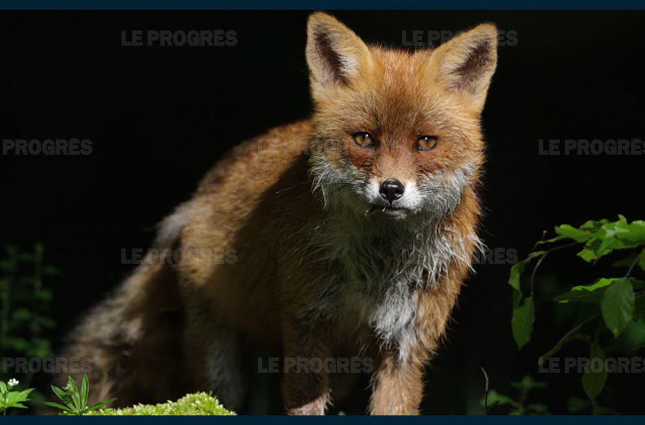 Renard à l'affût